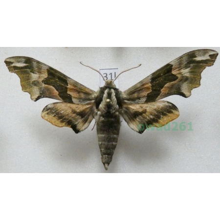 Mimas tiliae (Linnaeus, 1758) Nastrosz lipowiec Poland31l